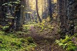 Jeden Moment könnte eine Fee auf dem Weg erscheinen. Oder plötzlich ein Leprechaun hinter einem Baum hervortreten, ein grün gewandeter Waldgeist. An diesem eigentümlichen Ort fällt es nicht schwer, sich solche Fabelwesen auszumalen. Der verwunschene Glen, das »schmale Tal« am Fuße des Berges Knocknarea in der irischen Grafschaft Sligo, wirkt wie geschaffen für einen märchenhaften Film