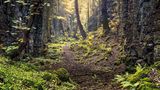 Jeden Moment könnte eine Fee auf dem Weg erscheinen. Oder plötzlich ein Leprechaun hinter einem Baum hervortreten, ein grün gewandeter Waldgeist. An diesem eigentümlichen Ort fällt es nicht schwer, sich solche Fabelwesen auszumalen. Der verwunschene Glen, das »schmale Tal« am Fuße des Berges Knocknarea in der irischen Grafschaft Sligo, wirkt wie geschaffen für einen märchenhaften Film