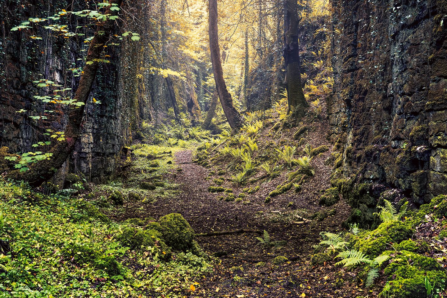 Jeden Moment könnte eine Fee auf dem Weg erscheinen. Oder plötzlich ein Leprechaun hinter einem Baum hervortreten, ein grün gewandeter Waldgeist. An diesem eigentümlichen Ort fällt es nicht schwer, sich solche Fabelwesen auszumalen. Der verwunschene Glen, das »schmale Tal« am Fuße des Berges Knocknarea in der irischen Grafschaft Sligo, wirkt wie geschaffen für einen märchenhaften Film
