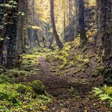 Jeden Moment könnte eine Fee auf dem Weg erscheinen. Oder plötzlich ein Leprechaun hinter einem Baum hervortreten, ein grün gewandeter Waldgeist. An diesem eigentümlichen Ort fällt es nicht schwer, sich solche Fabelwesen auszumalen. Der verwunschene Glen, das »schmale Tal« am Fuße des Berges Knocknarea in der irischen Grafschaft Sligo, wirkt wie geschaffen für einen märchenhaften Film