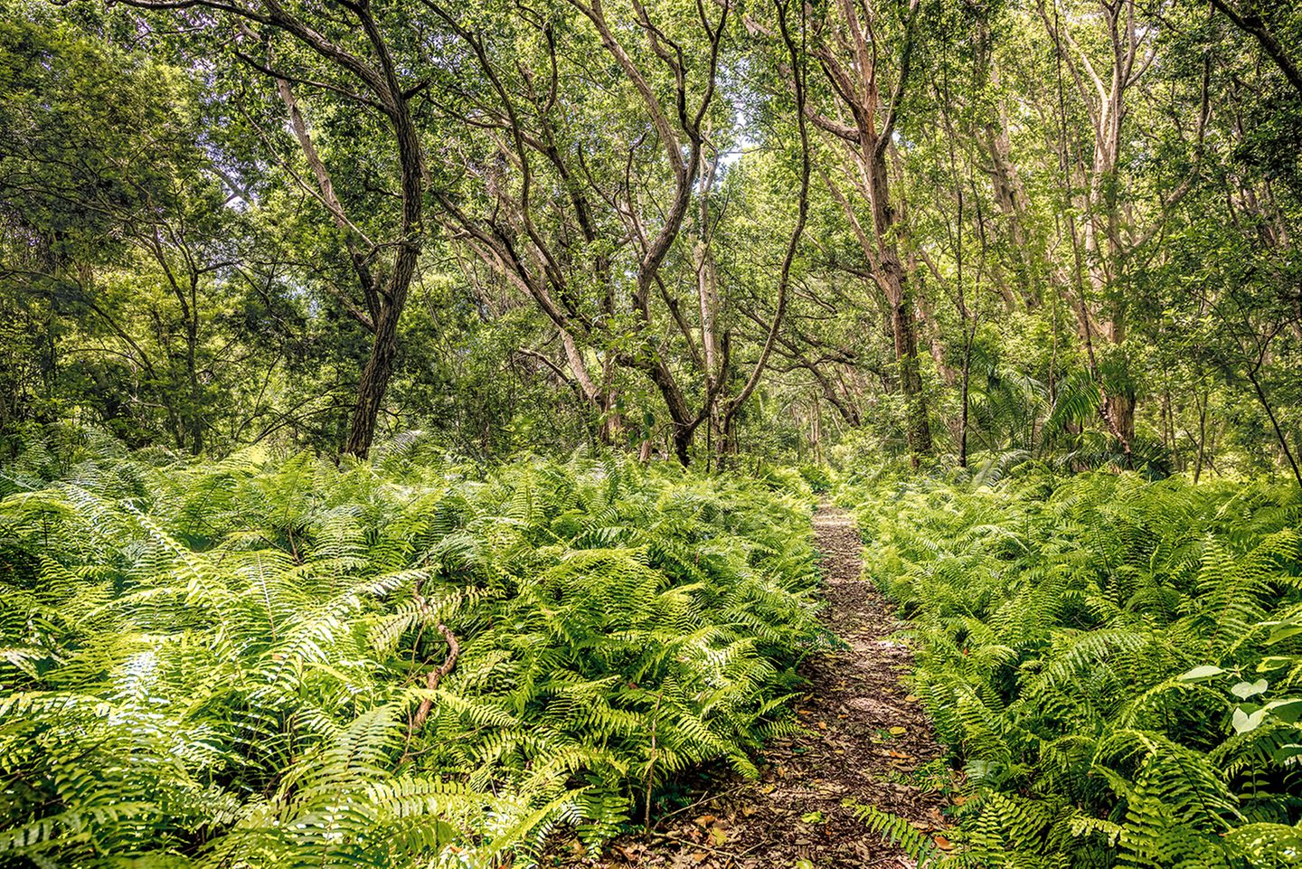 Auf Sansibar im Indischen Ozean können Reisende an weiß schimmernden Küsten schlendern, über Gewürzplantagen – und durch das Naturschutzgebiet Jozani. In diesem Urwald im Innern der Insel, die kaum größer ist als Teneriffa, gedeihen vielfältige Tropengewächse, leben Dutzende Vogel- und Schmetterlingsarten. Und durchs Geäst des zeitweilig überschwemmten Mangrovenwaldes toben höchst seltene Stummelaffen