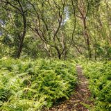 Auf Sansibar im Indischen Ozean können Reisende an weiß schimmernden Küsten schlendern, über Gewürzplantagen – und durch das Naturschutzgebiet Jozani. In diesem Urwald im Innern der Insel, die kaum größer ist als Teneriffa, gedeihen vielfältige Tropengewächse, leben Dutzende Vogel- und Schmetterlingsarten. Und durchs Geäst des zeitweilig überschwemmten Mangrovenwaldes toben höchst seltene Stummelaffen