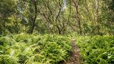 Auf Sansibar im Indischen Ozean können Reisende an weiß schimmernden Küsten schlendern, über Gewürzplantagen – und durch das Naturschutzgebiet Jozani. In diesem Urwald im Innern der Insel, die kaum größer ist als Teneriffa, gedeihen vielfältige Tropengewächse, leben Dutzende Vogel- und Schmetterlingsarten. Und durchs Geäst des zeitweilig überschwemmten Mangrovenwaldes toben höchst seltene Stummelaffen