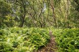 Auf Sansibar im Indischen Ozean können Reisende an weiß schimmernden Küsten schlendern, über Gewürzplantagen – und durch das Naturschutzgebiet Jozani. In diesem Urwald im Innern der Insel, die kaum größer ist als Teneriffa, gedeihen vielfältige Tropengewächse, leben Dutzende Vogel- und Schmetterlingsarten. Und durchs Geäst des zeitweilig überschwemmten Mangrovenwaldes toben höchst seltene Stummelaffen