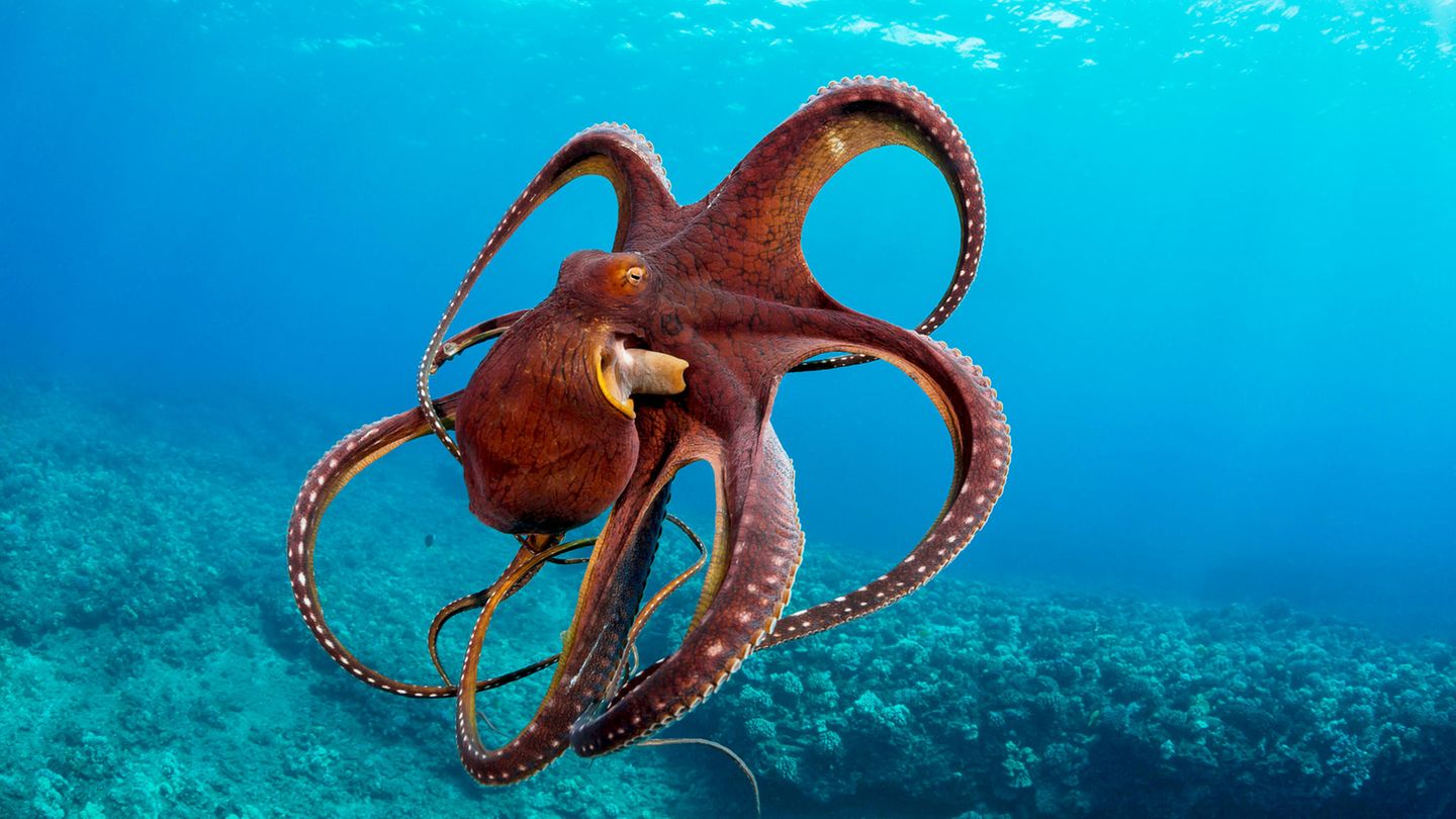 Ein Krake schwimmt im Ozean