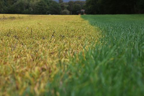 Totalherbizide mit dem Wirkstoff Glyphosat sorgen dafür, dass etwa junge Pflanzen, die nach der Getreideernte keimen, absterben und sich gelb verfärben (links). Vor einer erneuten Saat eliminieren die Landwirt*innen damit langlebige Wurzelunkräuter 