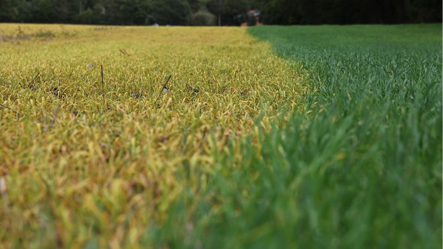 Totalherbizide mit dem Wirkstoff Glyphosat sorgen dafür, dass etwa junge Pflanzen, die nach der Getreideernte keimen, absterben und sich gelb verfärben (links). Vor einer erneuten Saat eliminieren die Landwirt*innen damit langlebige Wurzelunkräuter 