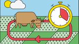 Mob Grazing