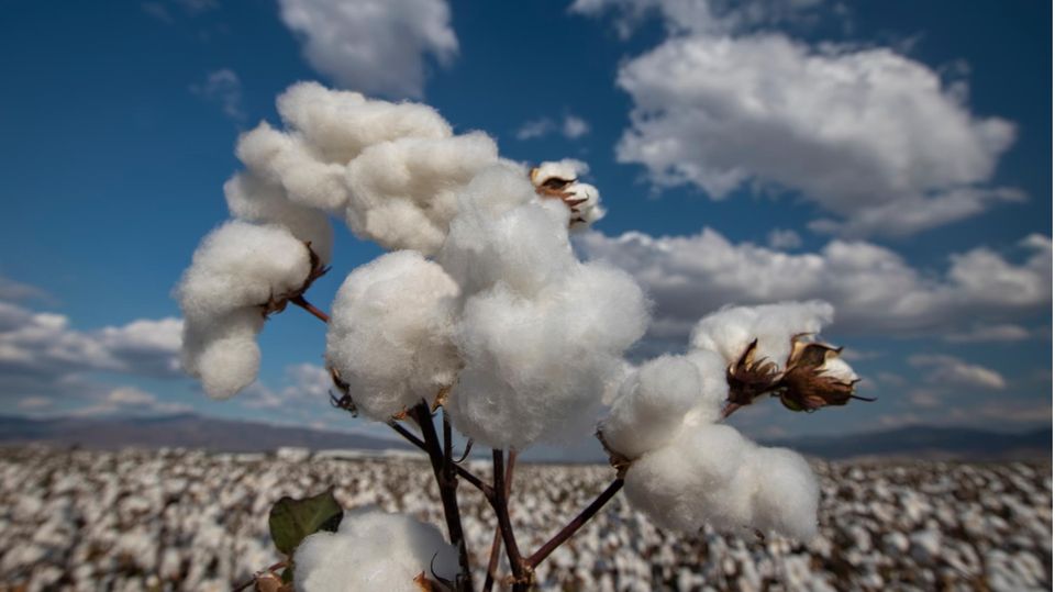 Baumwolle: Sie wird auf gigantischen Plantagen angebaut – und landet in T-Shirts und Co.