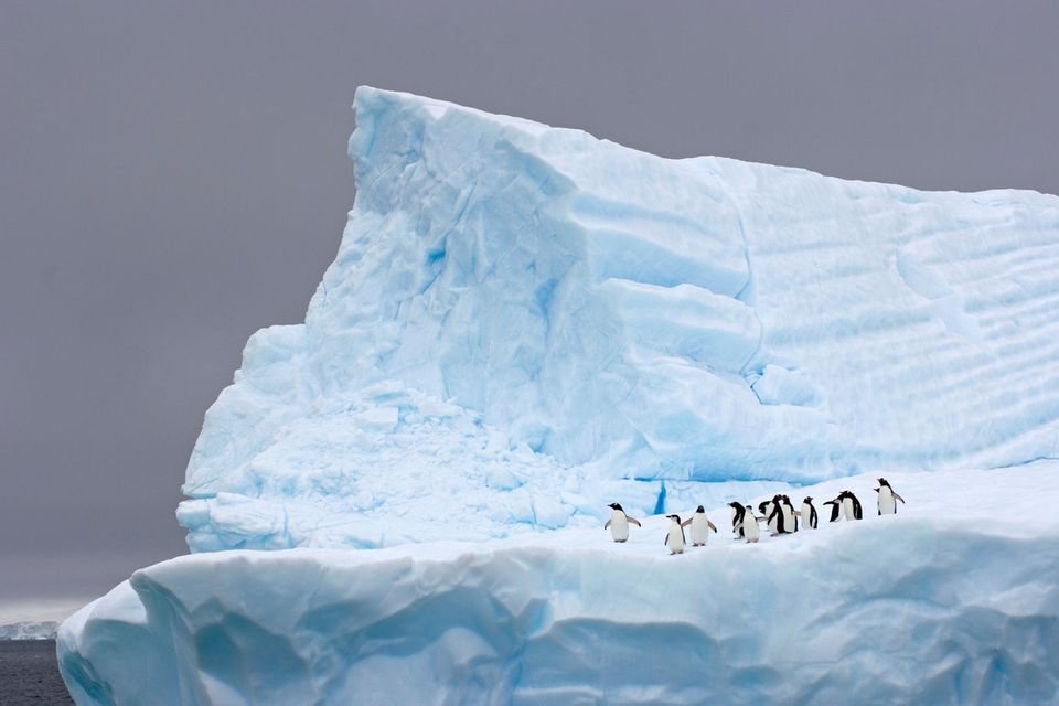 Pinguine auf einem Eisberg