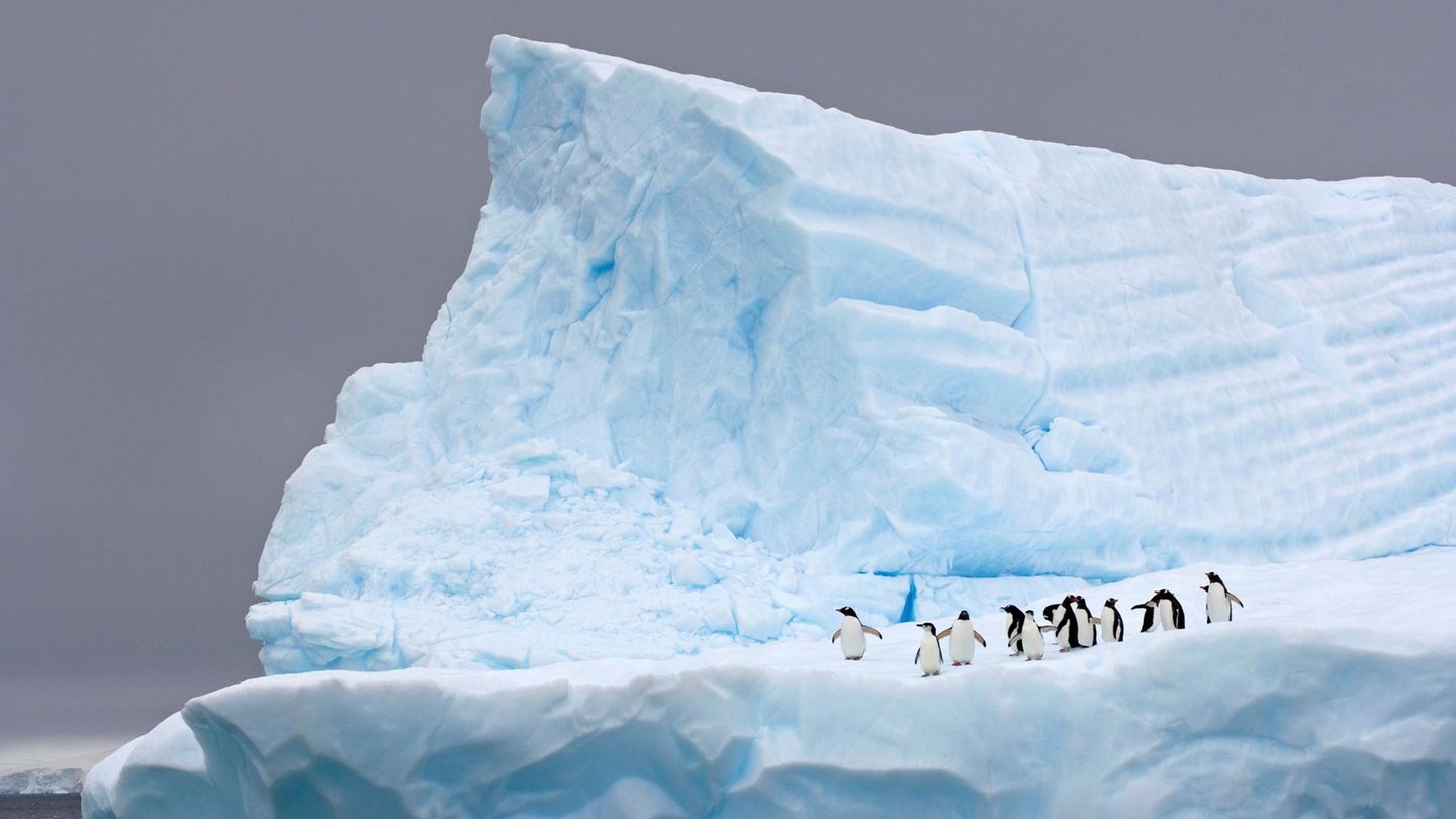 Pinguine auf einem Eisberg