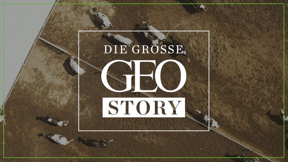 "Die große GEO Story" bei RTL: 50.000 Holsteiner Kühe mitten in der Wüste: Dirk Steffens besucht die Al-Safi-Milchfabrik