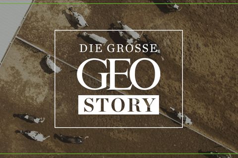 "Die große GEO Story" bei RTL: 50.000 Holsteiner Kühe mitten in der Wüste: Dirk Steffens besucht die Al-Safi-Milchfabrik