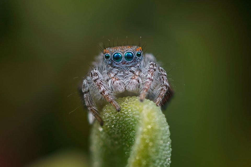 Eine männliche Pfauenspinne auf einem Blatt sitzend, präsentiert sich einem Weibchen