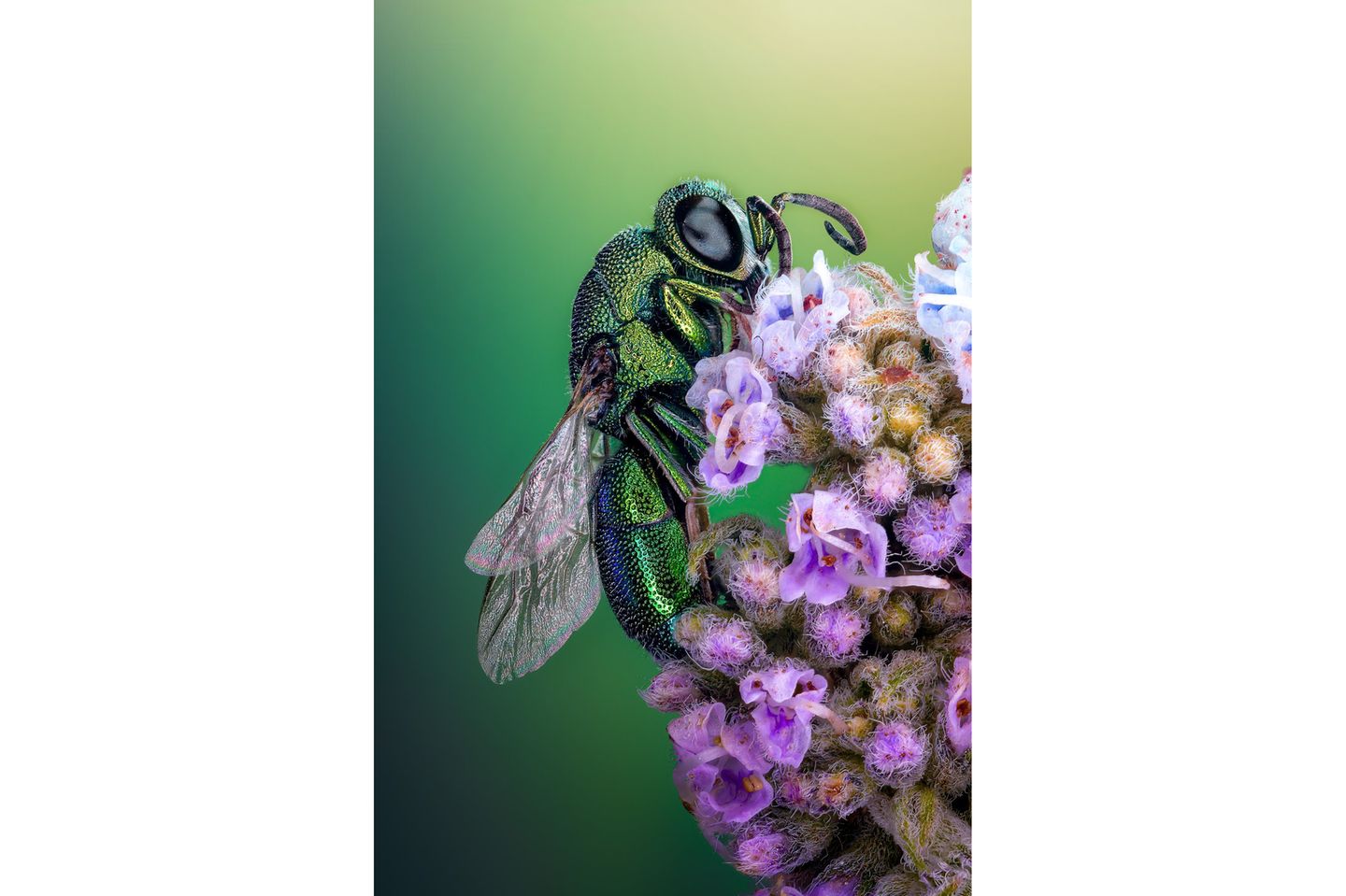 Schillernde Schurkin Goldwespe auf Blume