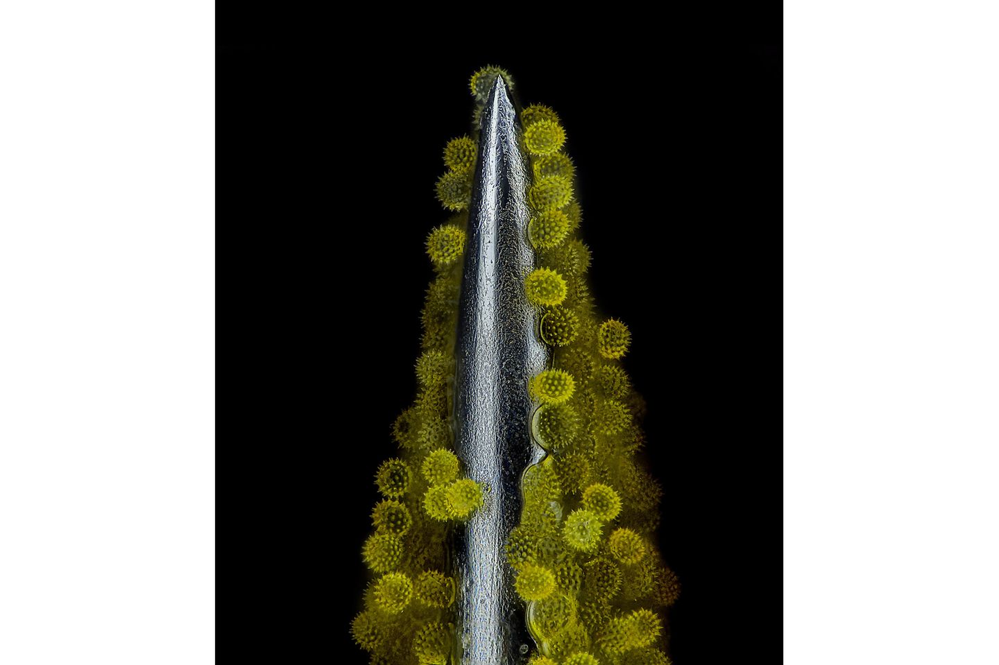 Sonnenblumenpollen an einer Nadelspitze