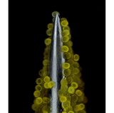 Sonnenblumenpollen an einer Nadelspitze