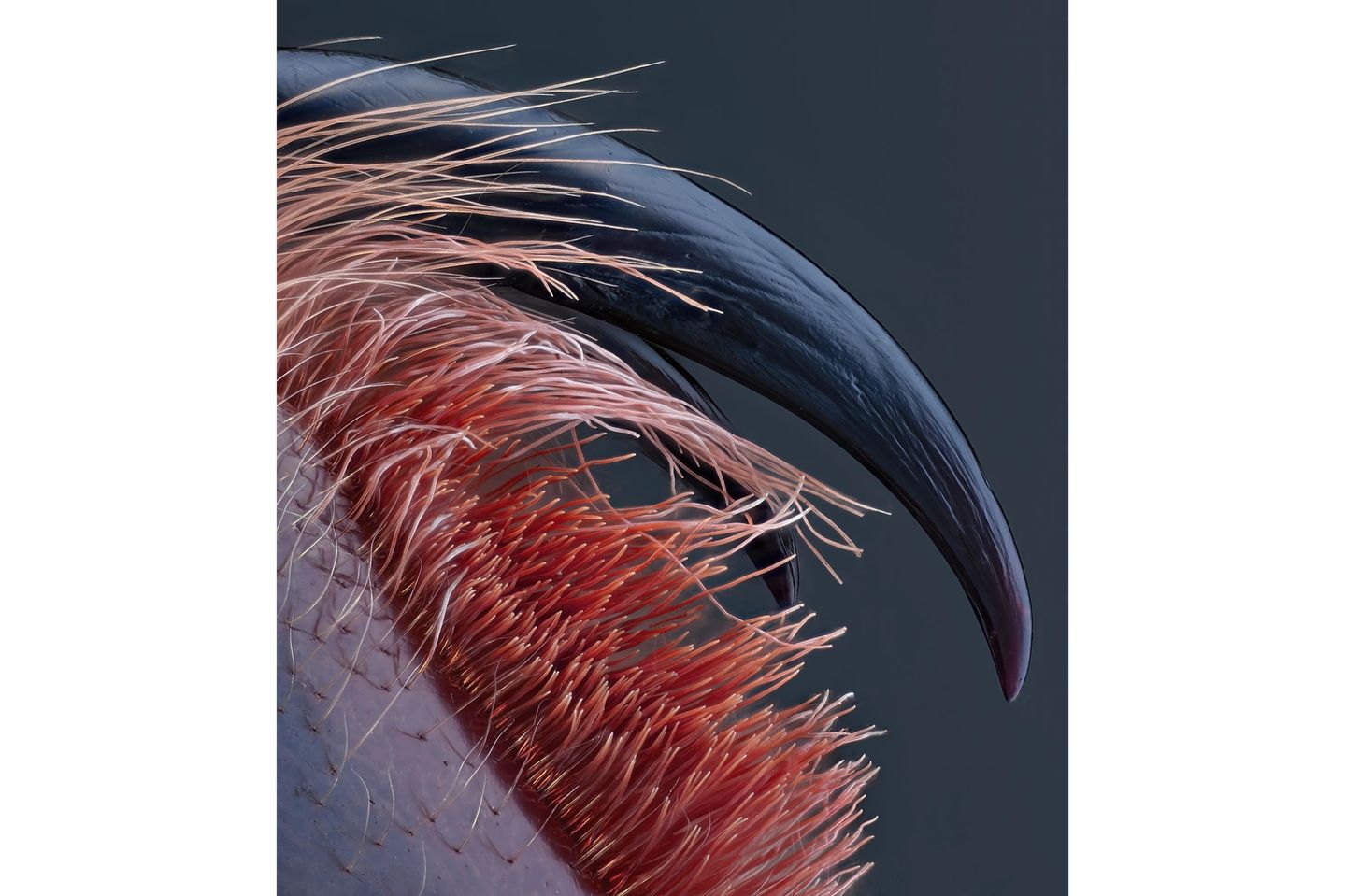 Von der Tarantel gestochen Giftzahn einer Tarantel