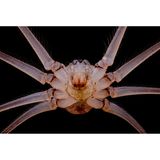 Unterseite einer Großen Zitterspinne