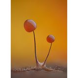 Wollkugel-Schleimpilz