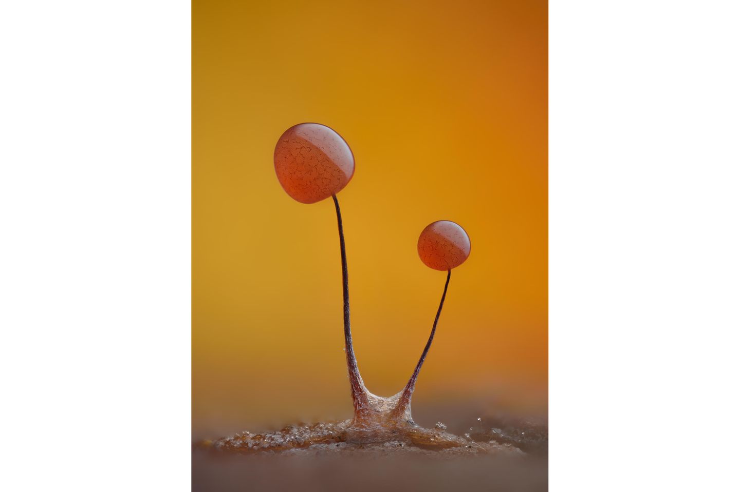 Wirr im kugelrunden Köpfchen Wollkugel-Schleimpilz