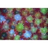 Blatt der Schmalblättrigen Ölweide unter dem Mikroskop