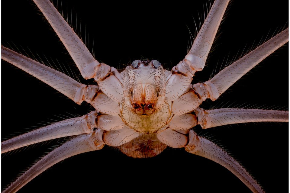 HM  Dr. Andrew M. Posselt  University of California, San Francisco (UCSF)  Division of Transplant Surgery  Mill Valley, California, USA  Underside of cellar spider (Pholcus phalangioides)   Image Stacking  10X (Objective Lens Magnification) 