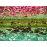 Schuppen auf Mottenflügeln, stark vergrößert