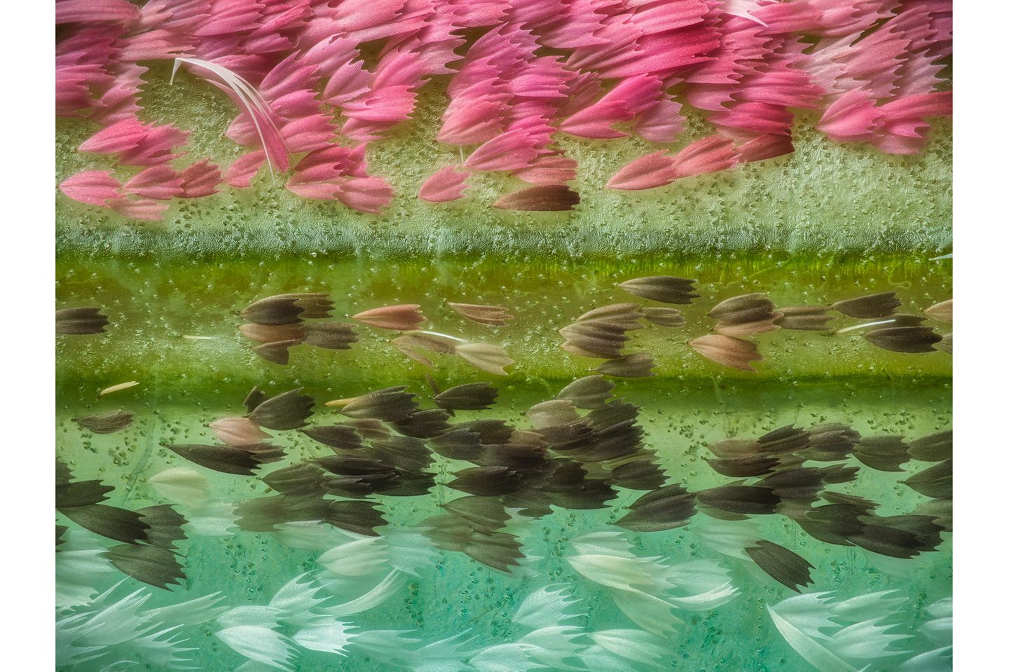 Schuppen auf Mottenflügeln, stark vergrößert