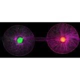 Stammzellen in einem Organ-on-a-Chip