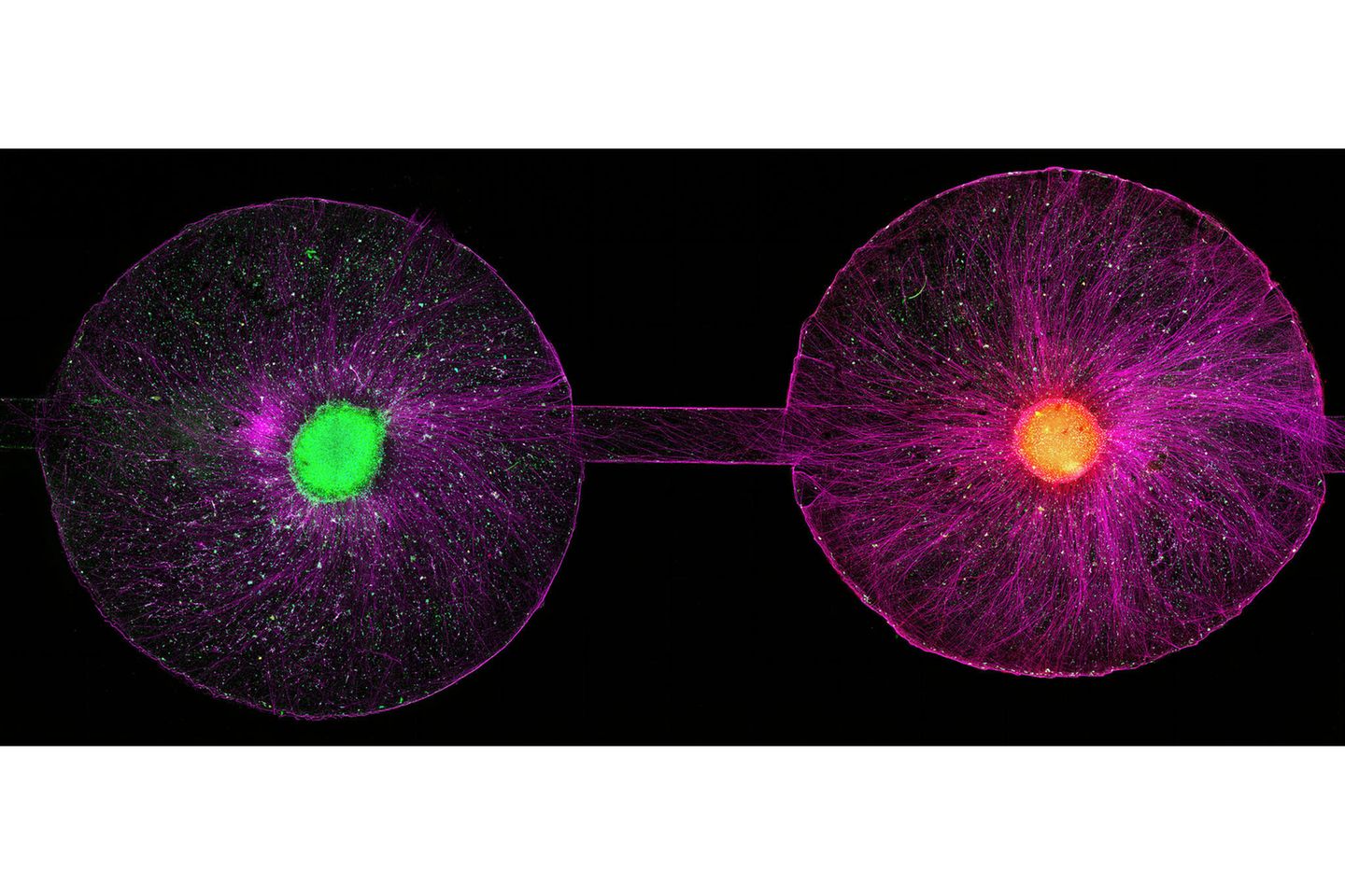Hoffnungsträger der Medizin Stammzellen in einem Organ-on-a-Chip