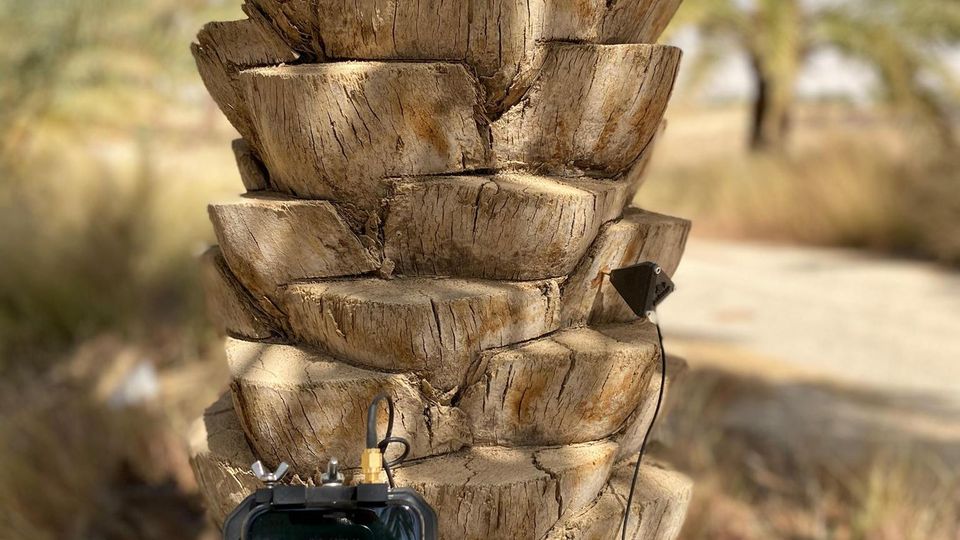 Anhand akustischer Signale aus dem Palmeninnern spürt Palmear Larven auf