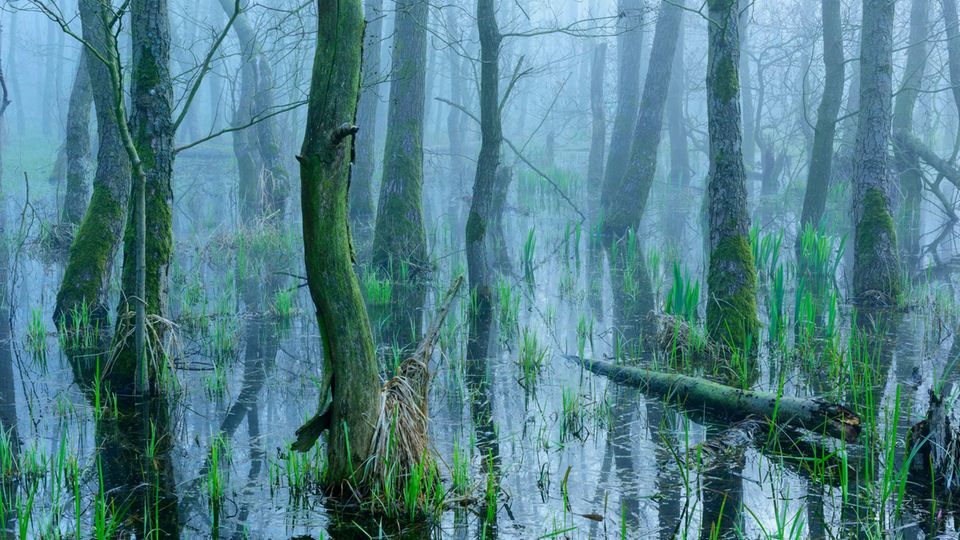 Erlenbruch Erlenbruch