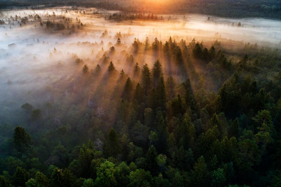 Blick auf einen Wald im Abendlicht  1.5015