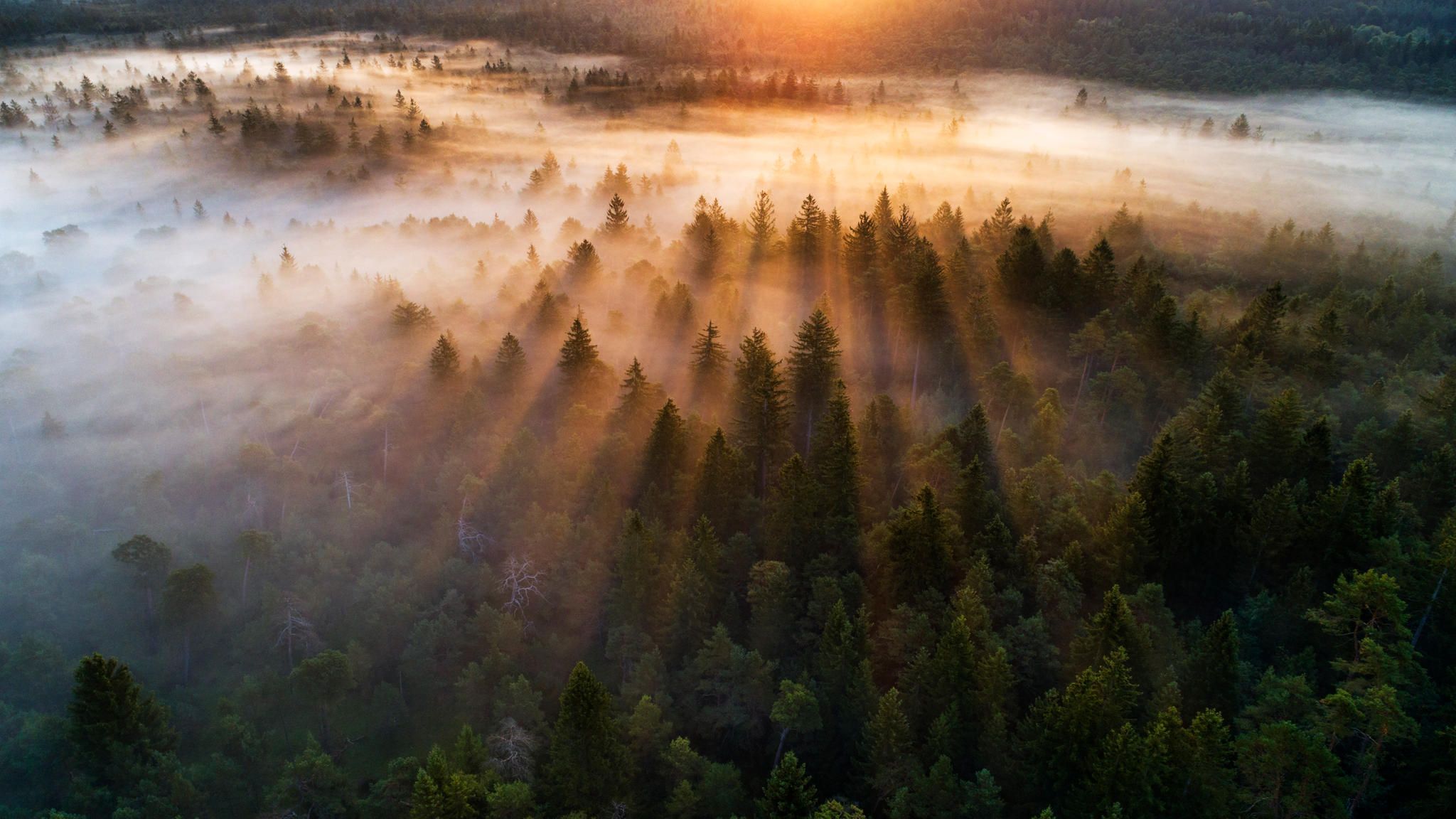 Blick auf einen Wald im Abendlicht Blick auf einen Wald im Abendlicht