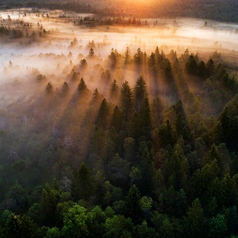 Die wichtigsten WaldTypen im Überblick [GEO]