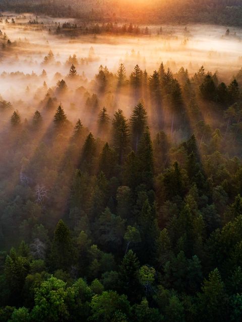 Blick auf einen Wald im Abendlicht