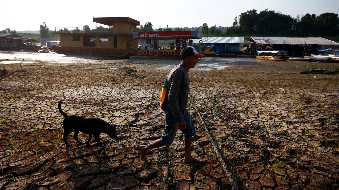 Was auf die Region zukommen könnte, zeigt eine kürzlich in der Fachzeitschrift "Science Advances" veröffentlichte Studie. Dürre und Entwaldung des Amazonas-Regenwaldes treiben sich gegenseitig an - und das System steht den neuen Berechnungen zufolge vor einem kritischen Übergang. Denn dass es im Amazonasgebiet immer weniger regnet, ist unter anderem eine Folge der jahrzehntelangen Abholzung und Brandrodung des Waldes: Weil bereits rund 20 Prozent des Amazonas abgeholzt sind, gibt es weniger Bäume, die mit ihren Wurzeln Niederschläge und Grundwasser aufnehmen und über die Blätter als Wasserdampf wieder abgeben. Dadurch kann weniger Wasserdampf zu Wolken kondensieren und sich schließlich wieder abregnen. Mit dem Ausbleiben der Niederschläge vertrocknen jedoch immer mehr der verbliebenen Bäume, und mit Überschreiten eines kritischen Schwellenwerts der Entwaldung verwandeln sich große Teile des feuchten Regenwaldes in eine trockene Savanne. Die toten Bäume fallen dann nicht nur als Wasserpumpen aus, sondern setzen auch Kohlenstoff frei, was die Erderwärmung und Waldbrände anheizt - und noch mehr Bäume zerstört.