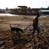 Was auf die Region zukommen könnte, zeigt eine kürzlich in der Fachzeitschrift "Science Advances" veröffentlichte Studie. Dürre und Entwaldung des Amazonas-Regenwaldes treiben sich gegenseitig an - und das System steht den neuen Berechnungen zufolge vor einem kritischen Übergang. Denn dass es im Amazonasgebiet immer weniger regnet, ist unter anderem eine Folge der jahrzehntelangen Abholzung und Brandrodung des Waldes: Weil bereits rund 20 Prozent des Amazonas abgeholzt sind, gibt es weniger Bäume, die mit ihren Wurzeln Niederschläge und Grundwasser aufnehmen und über die Blätter als Wasserdampf wieder abgeben. Dadurch kann weniger Wasserdampf zu Wolken kondensieren und sich schließlich wieder abregnen. Mit dem Ausbleiben der Niederschläge vertrocknen jedoch immer mehr der verbliebenen Bäume, und mit Überschreiten eines kritischen Schwellenwerts der Entwaldung verwandeln sich große Teile des feuchten Regenwaldes in eine trockene Savanne. Die toten Bäume fallen dann nicht nur als Wasserpumpen aus, sondern setzen auch Kohlenstoff frei, was die Erderwärmung und Waldbrände anheizt - und noch mehr Bäume zerstört.