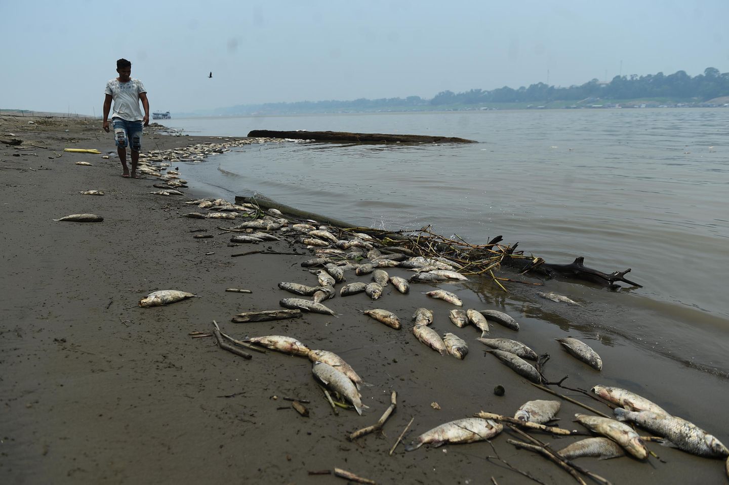 Tote Fische treiben zu Tausenden im Wasser, hier wurden sie auf einer Sandbank im Fluss Solimoes angeschwemmt, die durch die Dürre entstanden ist. Eine Katastrophe nicht nur für das lokale Ökosystem, sondern auch für die Menschen, die im Amazonasgebiet leben: Sie sind auf die Fische als Nahrungsquelle angewiesen. Weil die toten Tiere das Wasser verschmutzen, ist mancherorts auch noch das Trinkwasser verdorben.