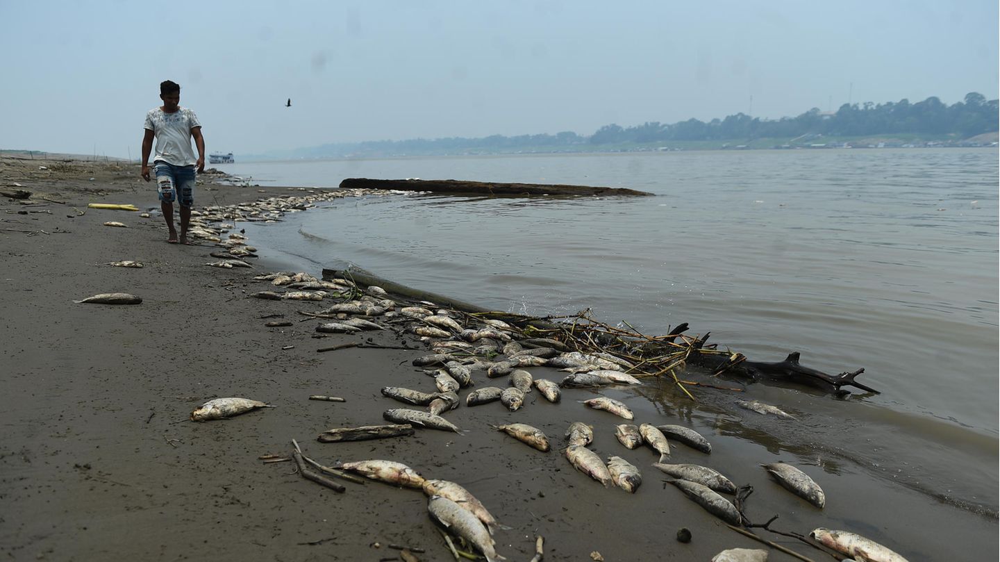 Tote Fische treiben zu Tausenden im Wasser, hier wurden sie auf einer Sandbank im Fluss Solimoes angeschwemmt, die durch die Dürre entstanden ist. Eine Katastrophe nicht nur für das lokale Ökosystem, sondern auch für die Menschen, die im Amazonasgebiet leben: Sie sind auf die Fische als Nahrungsquelle angewiesen. Weil die toten Tiere das Wasser verschmutzen, ist mancherorts auch noch das Trinkwasser verdorben.