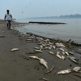 Tote Fische treiben zu Tausenden im Wasser, hier wurden sie auf einer Sandbank im Fluss Solimoes angeschwemmt, die durch die Dürre entstanden ist. Eine Katastrophe nicht nur für das lokale Ökosystem, sondern auch für die Menschen, die im Amazonasgebiet leben: Sie sind auf die Fische als Nahrungsquelle angewiesen. Weil die toten Tiere das Wasser verschmutzen, ist mancherorts auch noch das Trinkwasser verdorben.