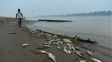 Tote Fische treiben zu Tausenden im Wasser, hier wurden sie auf einer Sandbank im Fluss Solimoes angeschwemmt, die durch die Dürre entstanden ist. Eine Katastrophe nicht nur für das lokale Ökosystem, sondern auch für die Menschen, die im Amazonasgebiet leben: Sie sind auf die Fische als Nahrungsquelle angewiesen. Weil die toten Tiere das Wasser verschmutzen, ist mancherorts auch noch das Trinkwasser verdorben.