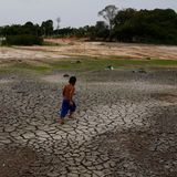 Dass die Trockenzeit in diesem Jahr so extreme Ausmaße annimmt, könnte zum Teil auf das Wetterphänomen El Niño zurückzuführen sein, das dafür sorgt, dass an der Südspitze Südamerikas mehr Regen fällt, während im Norden bei steigenden Temperaturen weniger Niederschlag vom Himmel kommt. Doch El Niño ist sicher nicht die einzige Ursache: Haupttreiber für Hitze und Dürre ist der Klimawandel. Forscherinnen und Forscher der World Weather Attribution haben errechnet, dass der menschengemachte Klimawandel die brasilianische Hitzewelle mindestens hundertmal wahrscheinlicher gemacht hat. Bereits in den vergangenen vier Jahrzehnten hat sich ein ähnlicher Trend abgezeichnet: Die Trockenzeit in der Region hat sich verlängert und die Dürreperioden haben sich verschärft.