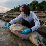 Auch vor Brasiliens berühmten Flussdelfinen macht die Katastrophe nicht Halt. Anfang Oktober wurden im Lago Tefé mehr als 100 tote Süßwasserdelfine entdeckt. Auch wenn die genaue Todesursache noch nicht geklärt ist, gehen Forscherinnen und Forscher davon aus, dass Hitze und Trockenheit den Delfinen das Leben gekostet haben. Schließlich wurden im See Wassertemperaturen von über 39 Grad gemessen. "Was den Delfinen geschieht, ist eine Warnung, dass der Amazonas dringend geschützt und der Kampf gegen den Klimawandel verstärkt werden muss", hieß es von der Umweltschutzorganisation WWF. "Katastrophen wie diese können sich an anderer Stelle wiederholen, da die Region zunehmend ungünstigen Bedingungen ausgesetzt ist."