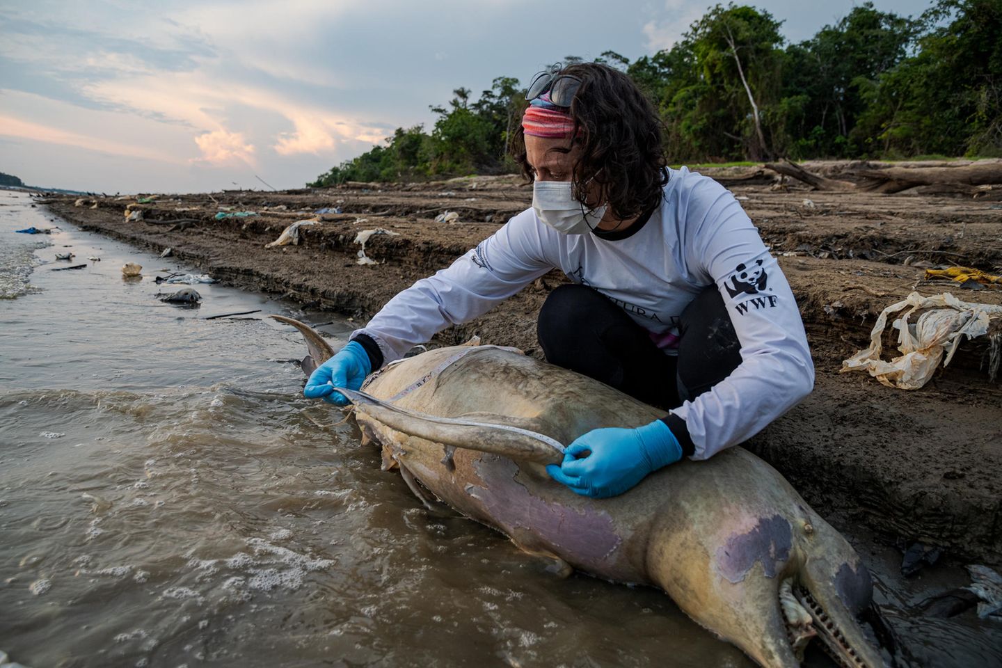 Auch vor Brasiliens berühmten Flussdelfinen macht die Katastrophe nicht Halt. Anfang Oktober wurden im Lago Tefé mehr als 100 tote Süßwasserdelfine entdeckt. Auch wenn die genaue Todesursache noch nicht geklärt ist, gehen Forscherinnen und Forscher davon aus, dass Hitze und Trockenheit den Delfinen das Leben gekostet haben. Schließlich wurden im See Wassertemperaturen von über 39 Grad gemessen. "Was den Delfinen geschieht, ist eine Warnung, dass der Amazonas dringend geschützt und der Kampf gegen den Klimawandel verstärkt werden muss", hieß es von der Umweltschutzorganisation WWF. "Katastrophen wie diese können sich an anderer Stelle wiederholen, da die Region zunehmend ungünstigen Bedingungen ausgesetzt ist."