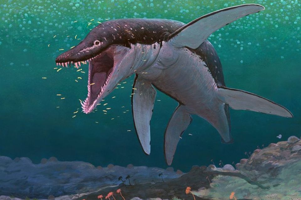 Der Lorrainosaurus gehört zu den ältesten bekannten Mega-Pliosauriern. Foto: Joschua Knüppe/dpa
