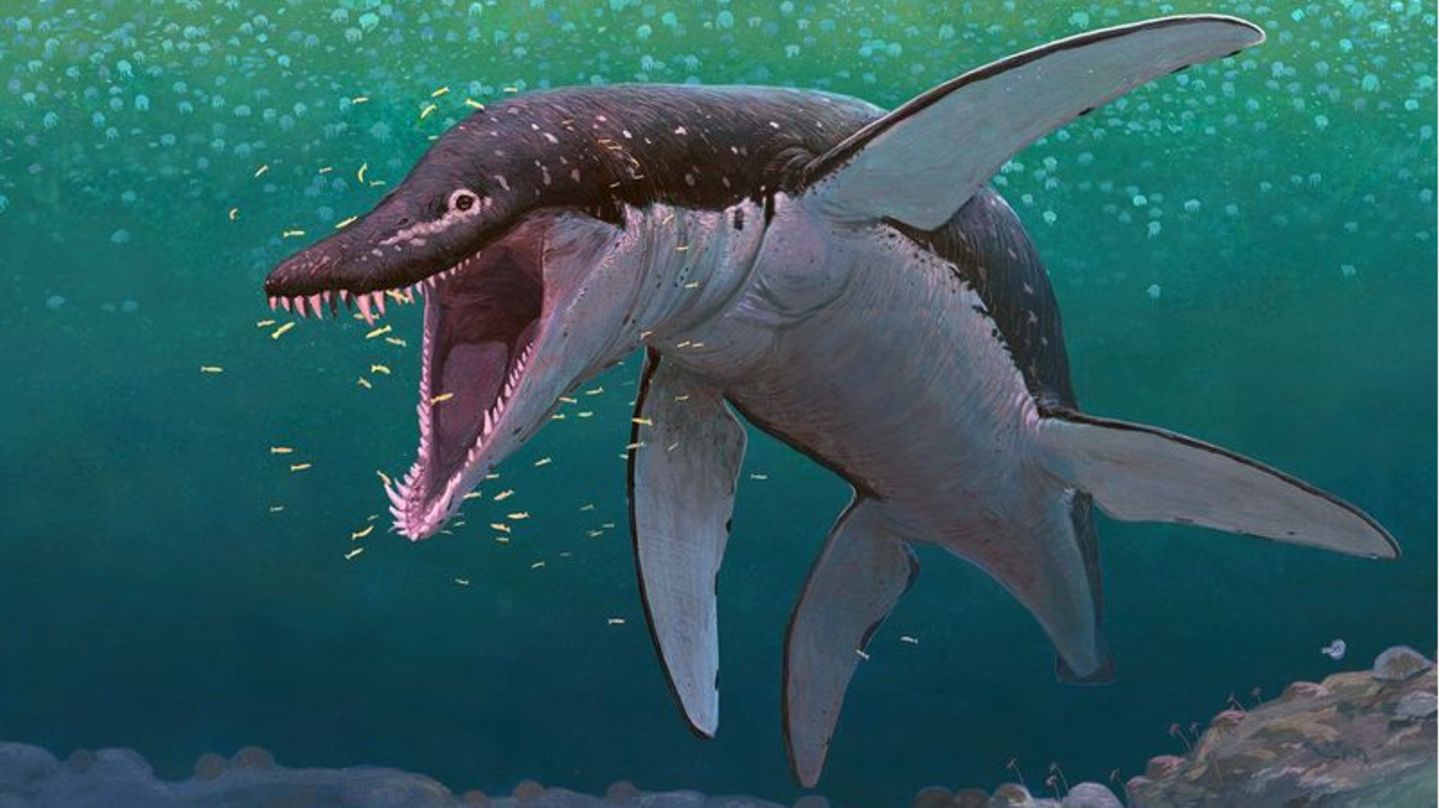 Der Lorrainosaurus gehört zu den ältesten bekannten Mega-Pliosauriern. Foto: Joschua Knüppe/dpa