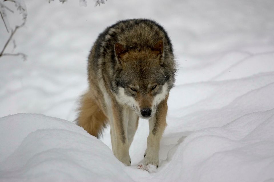 Ein Wolf tapst durch den Schnee