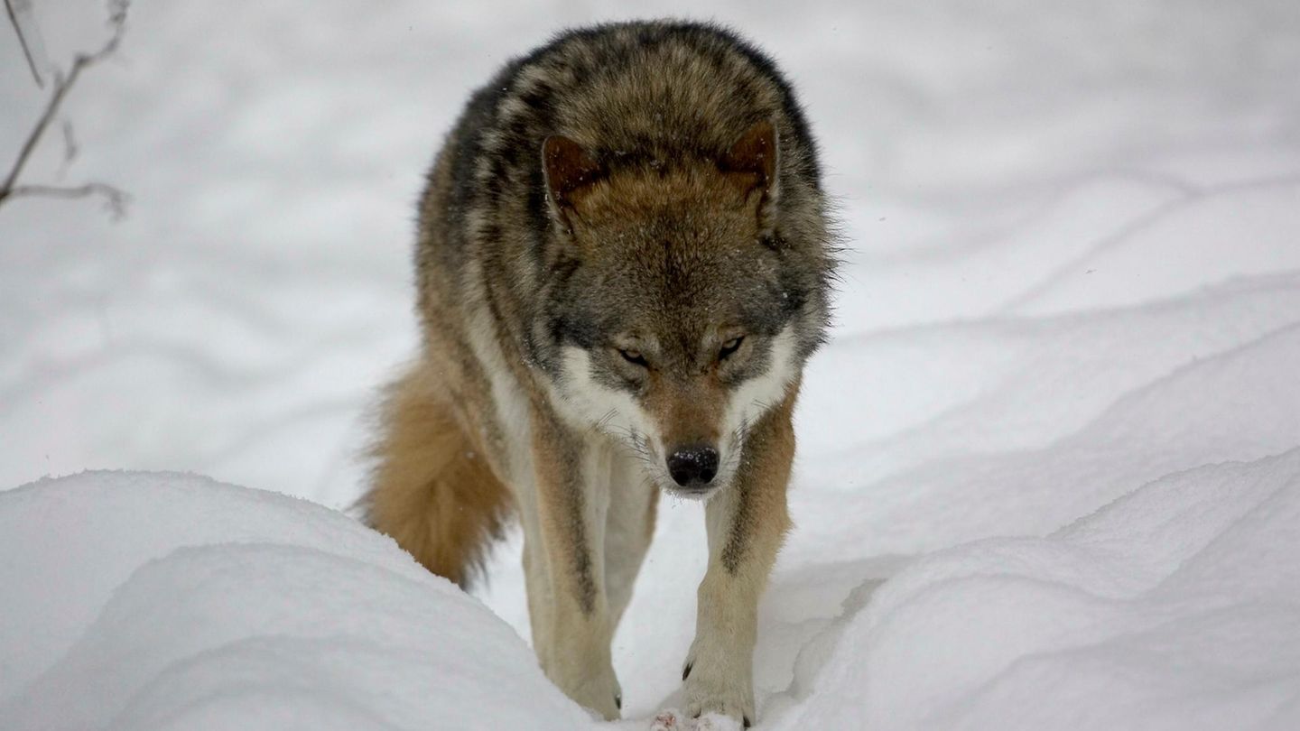 Ein Wolf tapst durch den Schnee